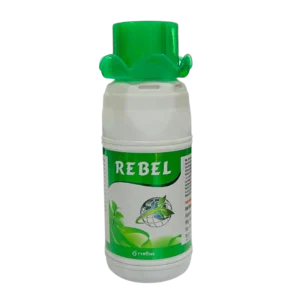 Rebel