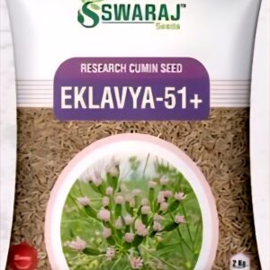 એકલવ્ય-51+ (સ્વરાજ) જીરું બિયારણ